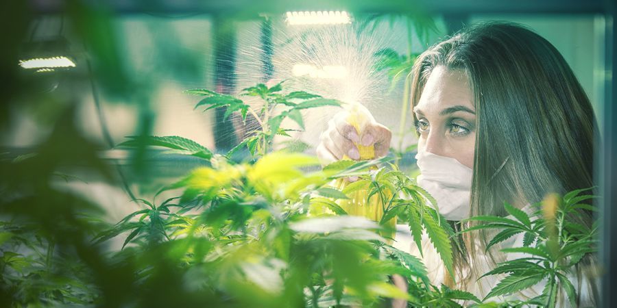 Ammattimaiset jalostajat Ammattimaiset kannabiksen jalostajat