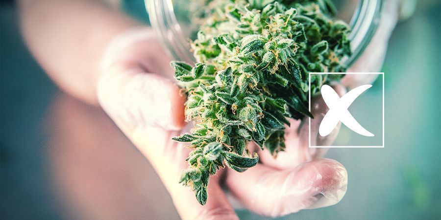 Tavalliset kannabiksen siemenet: miinukset Tavalliset kannabiksen siemenet: miinukset