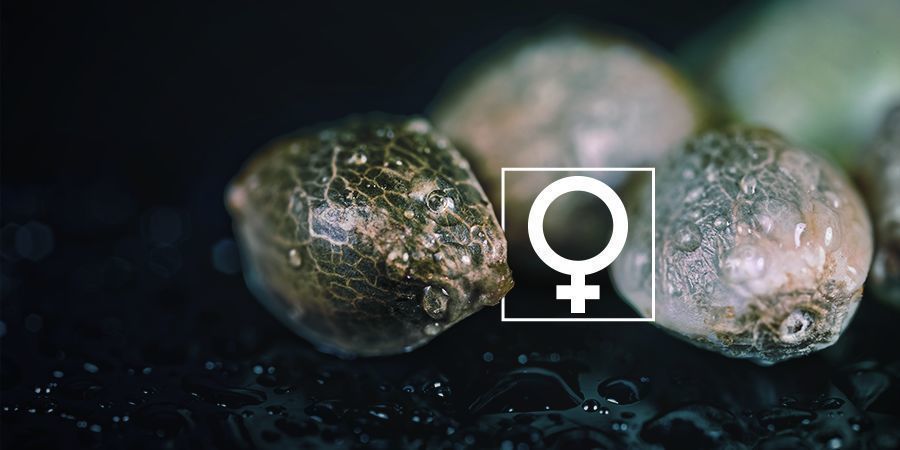 Voiko kannabiksen siemenet feminisoida kotona? Voiko kannabiksen siemenet feminisoida kotona?