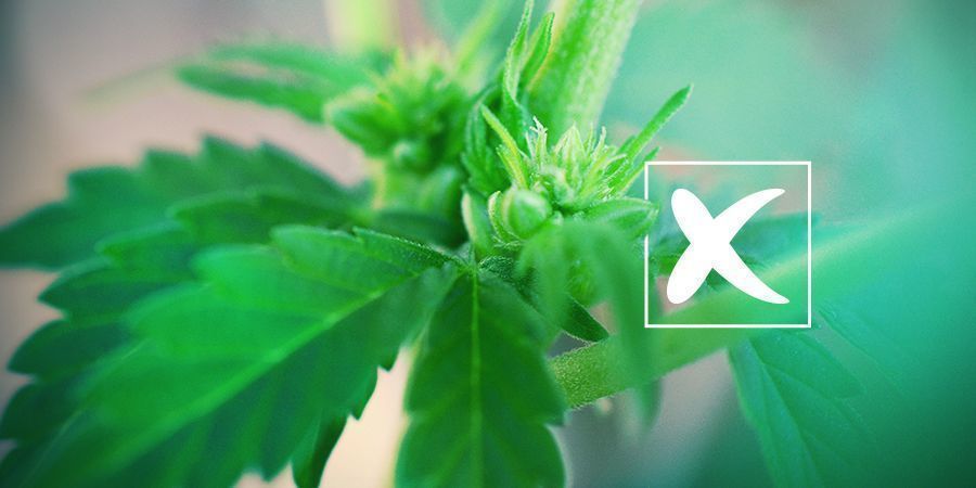Feminisoidut siemenet: miinukset Feminisoidut kannabiksen siemenet: miinukset