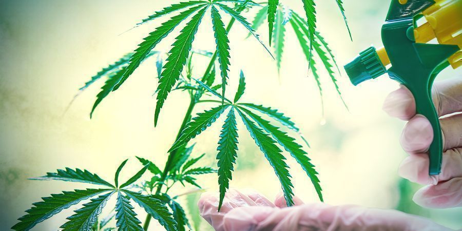 Miten siemenistä tulee feminisoituja? Miten kannabiksen siemenistä tulee feminisoituja?