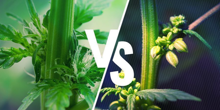 Kannabiskasvien sukupuolet: uros vs. naaras