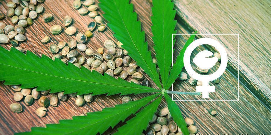 Mitä ovat feminisoidut kannabiksen siemenet?