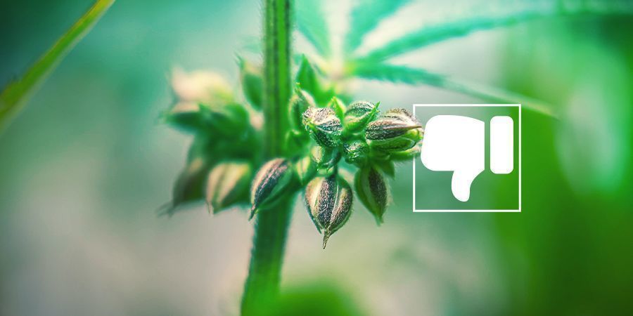 Miksi et (todennäköisesti) halua urospuolisia kannabiskasveja Miksi et (todennäköisesti) halua urospuolisia kannabiskasveja