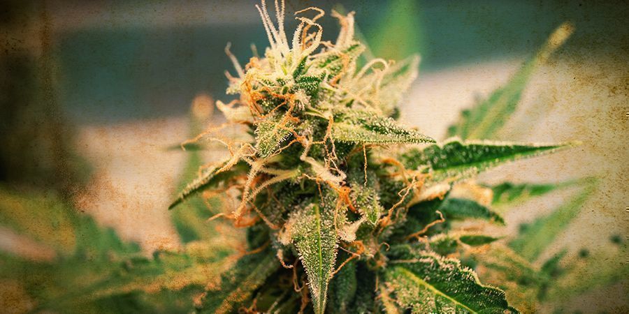 Autoflower-kannabiksen historia Autoflower-kannabiksen historia