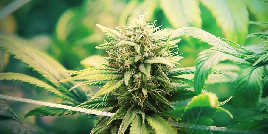 Autoflower-kannabiksen sadon kasvattaminen Autoflower-kannabiksen sadon kasvattaminen