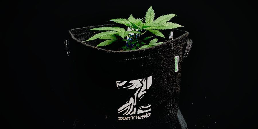 Huomioitavaa, kun kasvatat kannabista Autoflower kannabiksen siemenet