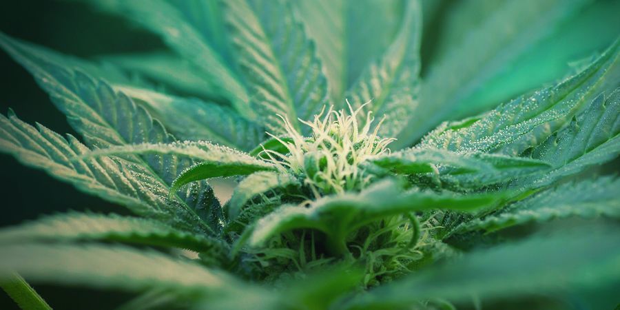 Mitä autoflower-kannabis on?