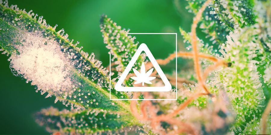 Yleisimmät ongelmat kannabispuutarhassa Yleisimmät ongelmat kannabispuutarhassa