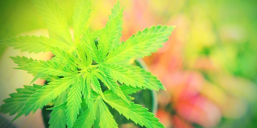 Tarvitsevatko autoflowerit ravinteita? Tarvitsevatko autoflowerit ravinteita?