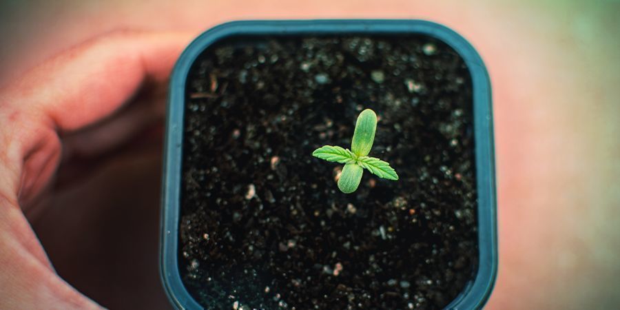 Milloin antaa Autoflower-kasveille ravinteita? Milloin antaa Autoflower-kasveille ravinteita?