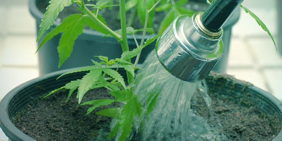 Milloin ja miten kannabiskasvit huuhdellaan