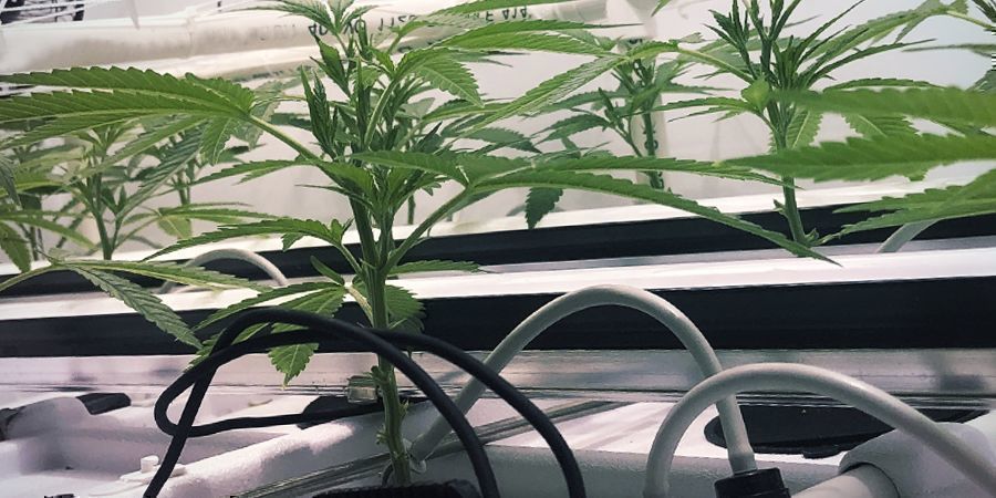 Ravinneliuoskalvotekniikka (NFT) Hydro Setup Types: Nutrient Film Technique (NFT)