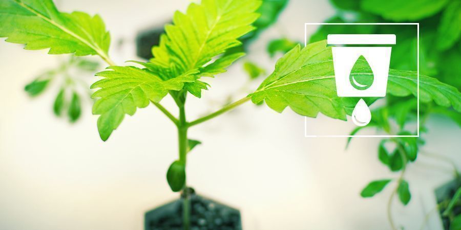 Kannabiksen kasvatus vesiviljelyss&auml;