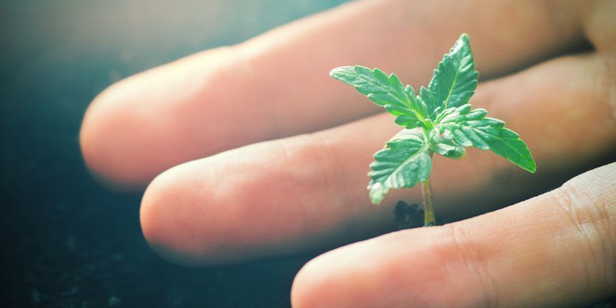 Kannabiskasvien CO₂:n myönteiset vaikutukset Kannabiskasvien CO₂:n myönteiset vaikutukset