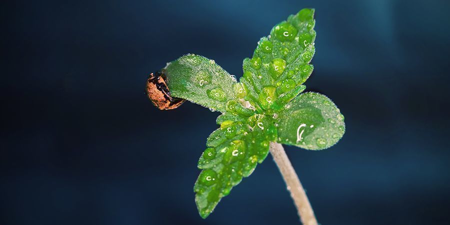 Milloin CO₂:ta kannattaa käyttää kannabiskasveille
