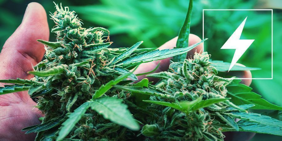 Sähkö ja kannabiksen kasvatus Sähkö ja kannabiksen kasvatus