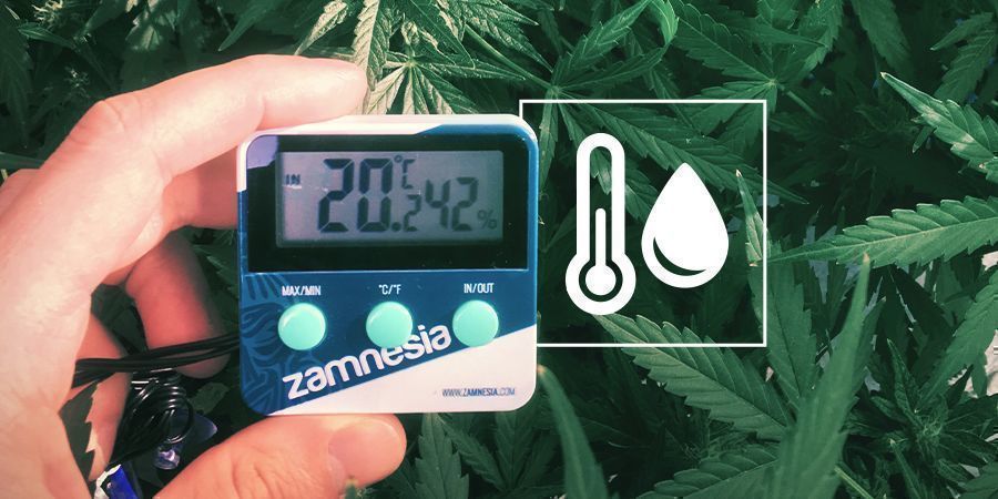 Ilmankosteus kannabiksen kasvatustilassa