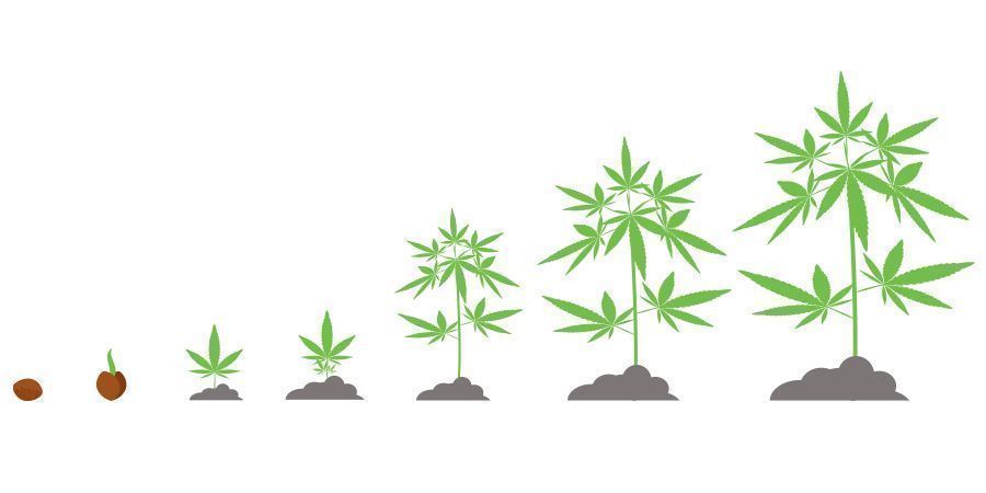 Aikajana Kannabiksen aikajana
