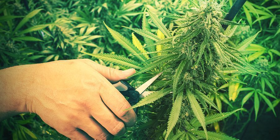 Kannabiksen leikkaaminen