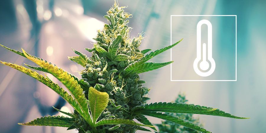 Lämpötila kannabiksen kasvatushuoneessa Lämpötila kannabiksen kasvatushuoneessa
