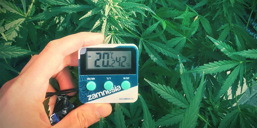 Kannabiksen kasvatuksen optimaaliset lämpötila-alueet Kannabiksen kasvatuksen optimaaliset lämpötila-alueet