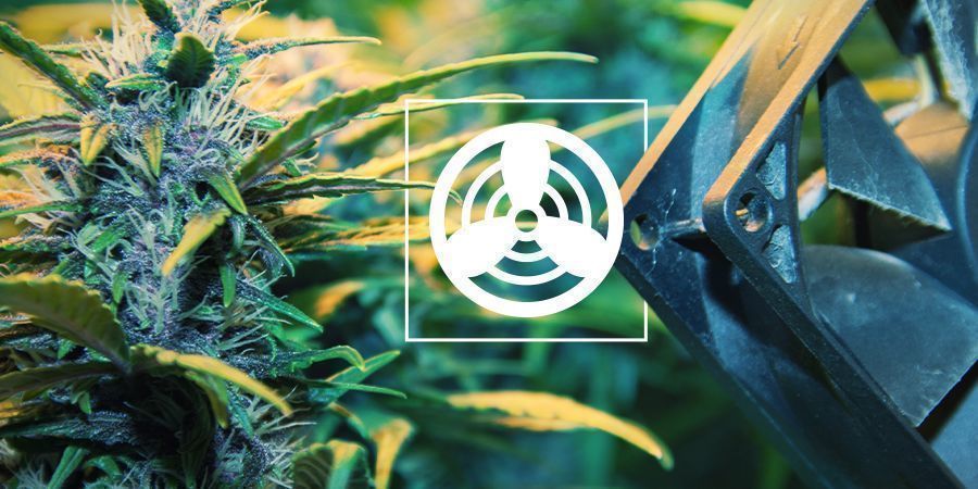 Ilmanvaihto kannabiksen kasvatusalueella Ilmanvaihto kannabiksen kasvatusalueella