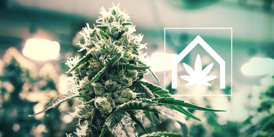 Kuinka kasvattaa kannabista sisätiloissa How To Grow Cannabis Indoors