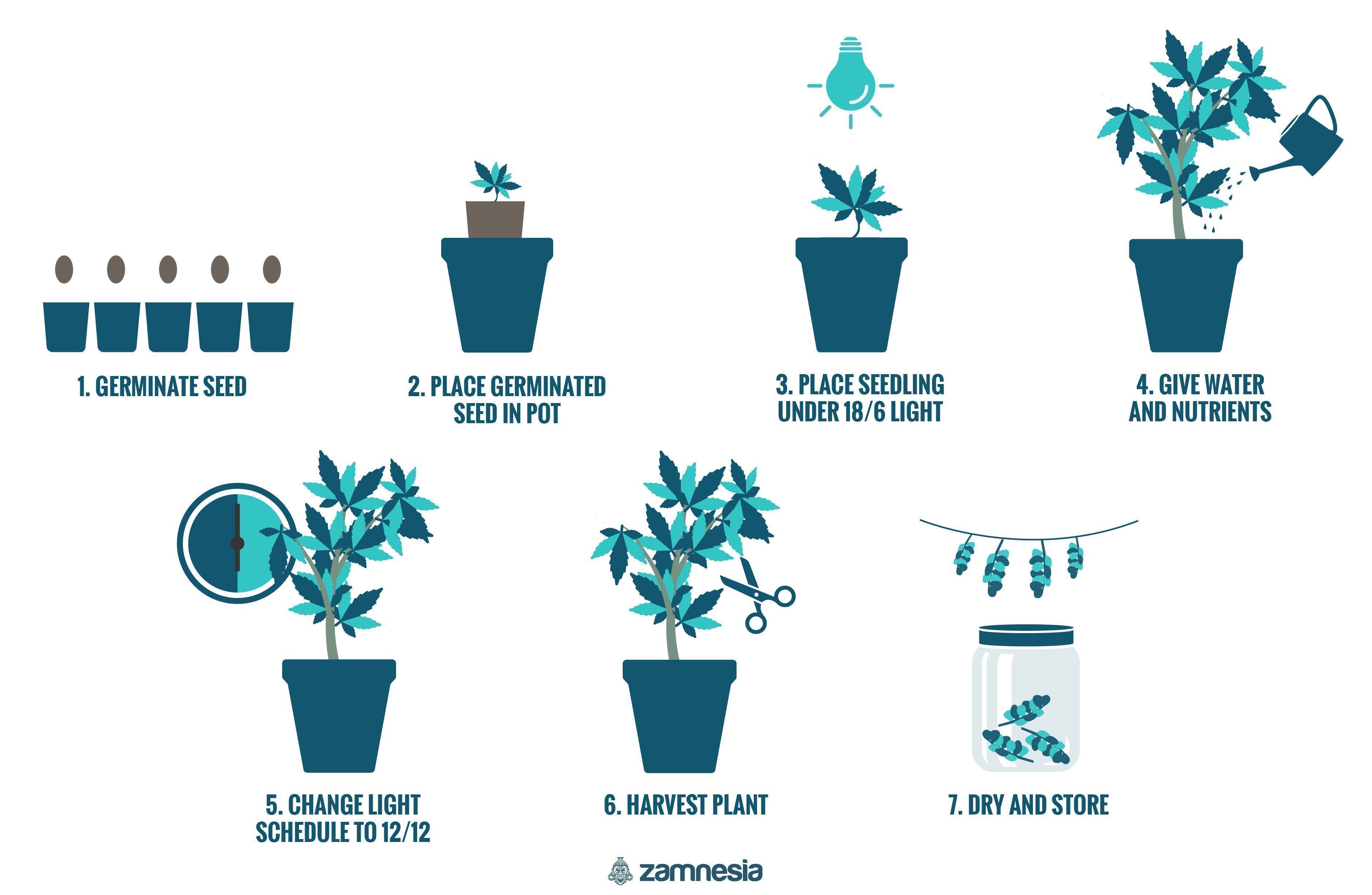 Kuinka kasvattaa kannabista sisätiloissa How To Grow Cannabis Indoors