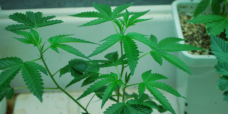 Kannabiksen elinkaari
