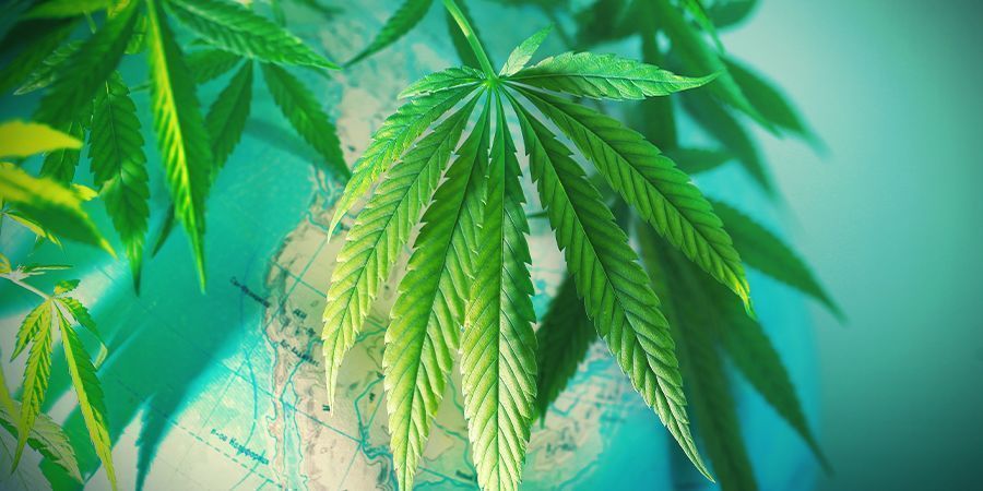 Vaihe 1: Valitse t&auml;ydellinen kannabislajike