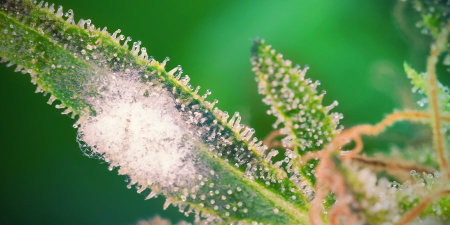VAIHE 7: SUOJAA KANNABISKASVISI HOMEELTA/TUHOLAISILTA JA PID&Auml; LEHTI&Auml; SILM&Auml;LL&Auml;