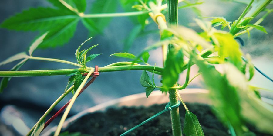 VAIHE 8: halutessasi voit kouluttaa kannabiskasvejasi sadon lis&auml;&auml;miseksi