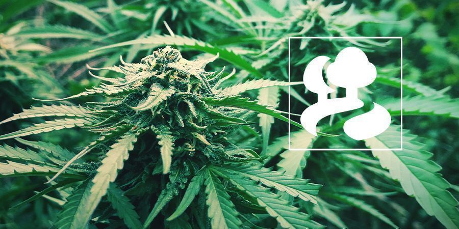 Kannabiksen sissikasvatus