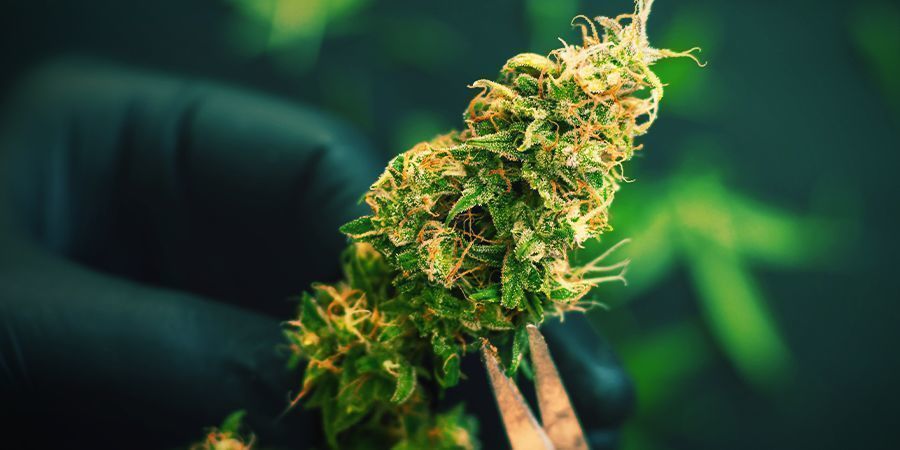 Guerrilla-kasvatetun kannabiksen sadonkorjuu Guerrilla-kasvatetun kannabiksen sadonkorjuu
