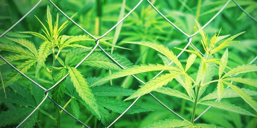 Kuinka perustat kannabiksen sissikasvatuksen Kuinka perustat kannabiksen sissikasvatuksen