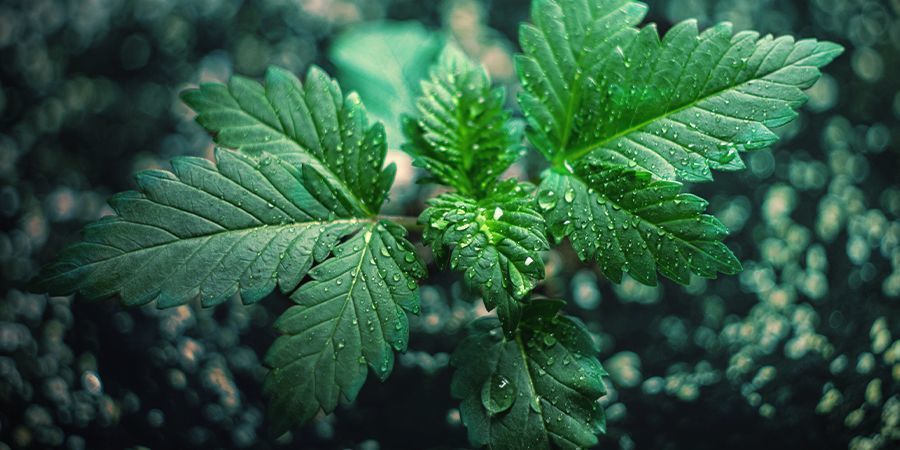Kannabiksen sissiviljelmän ylläpito Kannabiksen sissiviljelmän ylläpito