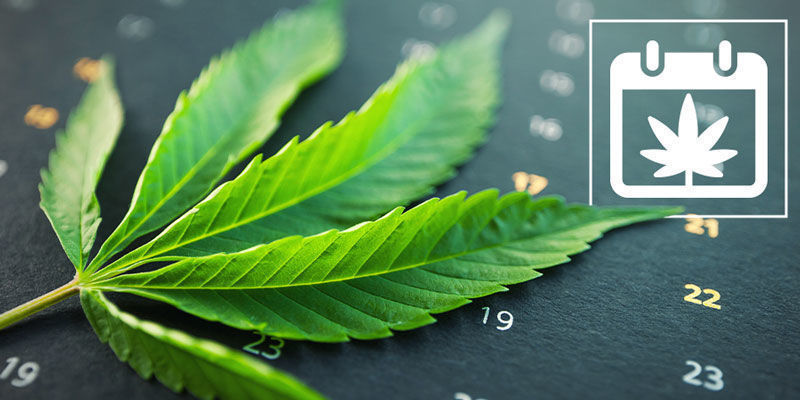 Zamnesian ulkokannabiksen kasvatuskalenteri