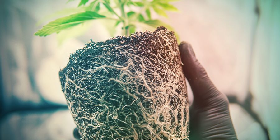 Root Pot Root Pot