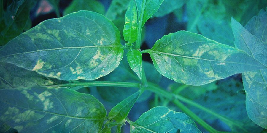 Tupakkamosaiikkivirus (TMV) Tobacco Mosaic Virus (TMV)