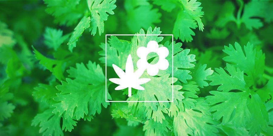 Kannabiksen kumppanikasvit: korianteri