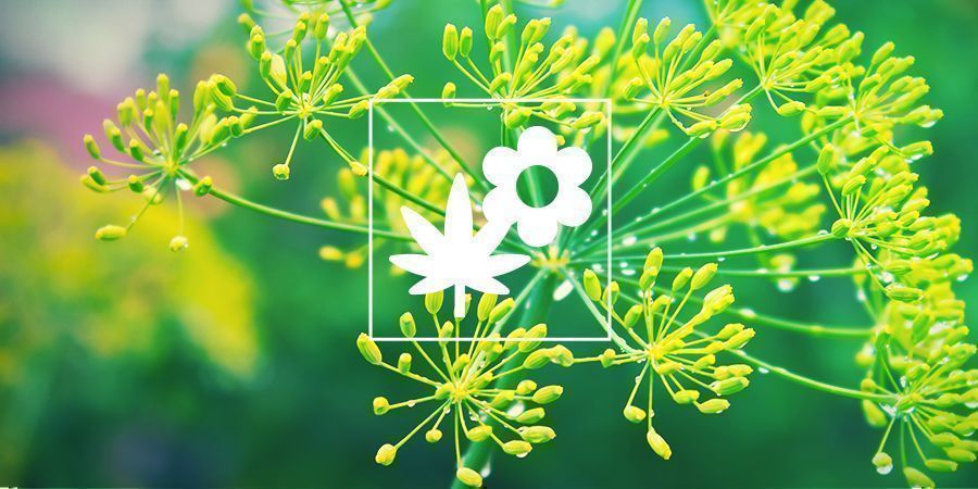 Kannabiksen kumppanuuskasvit: tilli Kannabiksen kumppanuuskasvit: tilli