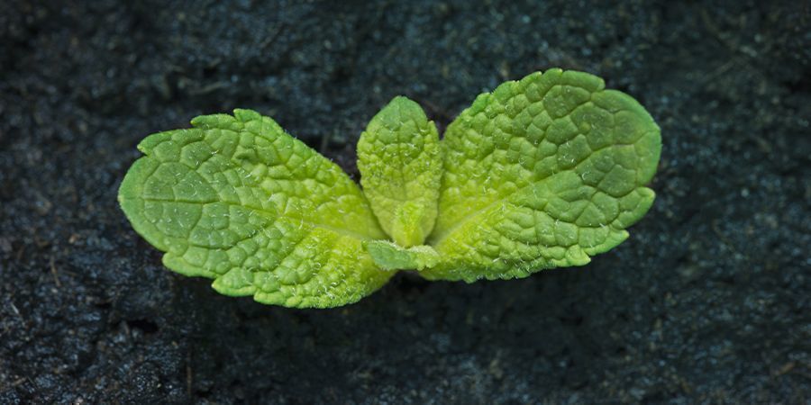 Näin kasvatat minttua NÄIN KASVATAT MINTTUA