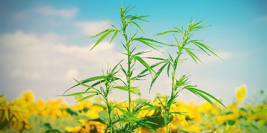 PARHAAT KUMPPANIKASVIT KANNABIKSELLE
