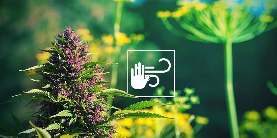 Suojaa kannabista tuulelta ja säältä SUOJAA KANNABISTA TUULELTA JA SÄÄLTÄ