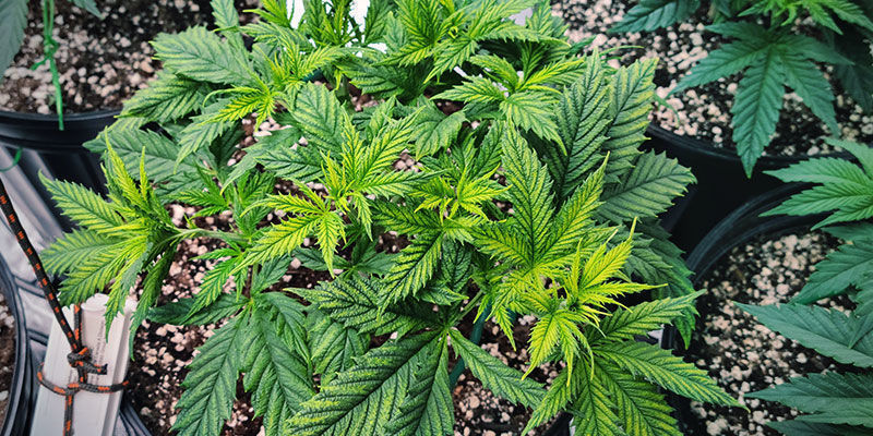 Miten ravinteiden liikkuvuus ilmenee kannabiskasveissa