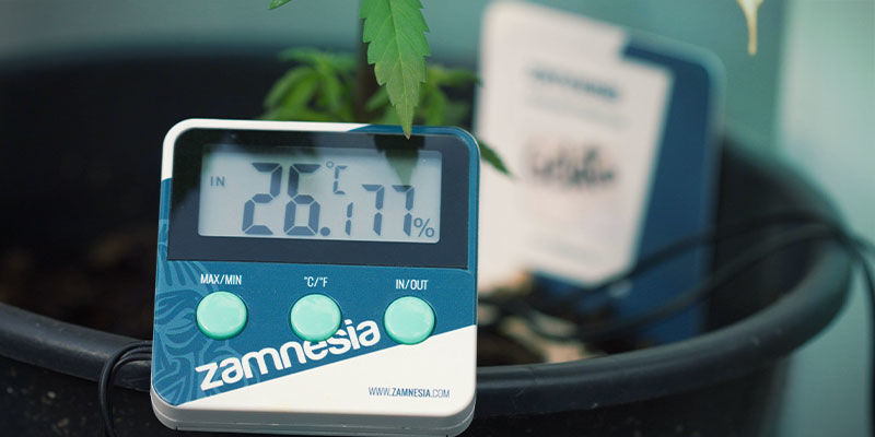 Lämpötila Kannabiksen ravinteiden saatavuus: lämpötila