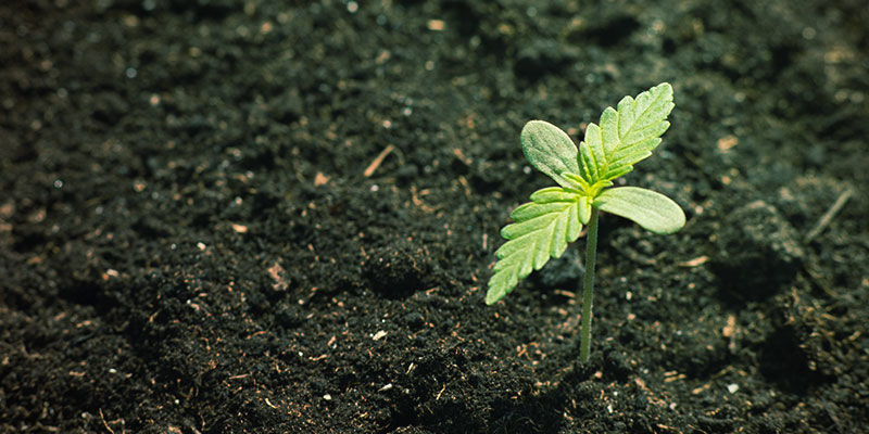Maaperän mineraali- ja orgaaninen koostumus Kannabiksen ravinteiden saatavuus: maaperän mineraali- ja orgaaninen koostumus