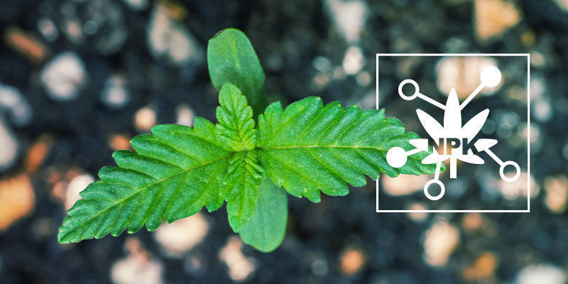 5 avaintekijää, jotka vaikuttavat kannabiksen ravinteiden saatavuuteen 5 avaintekijää, jotka vaikuttavat kannabiksen ravinteiden saatavuuteen
