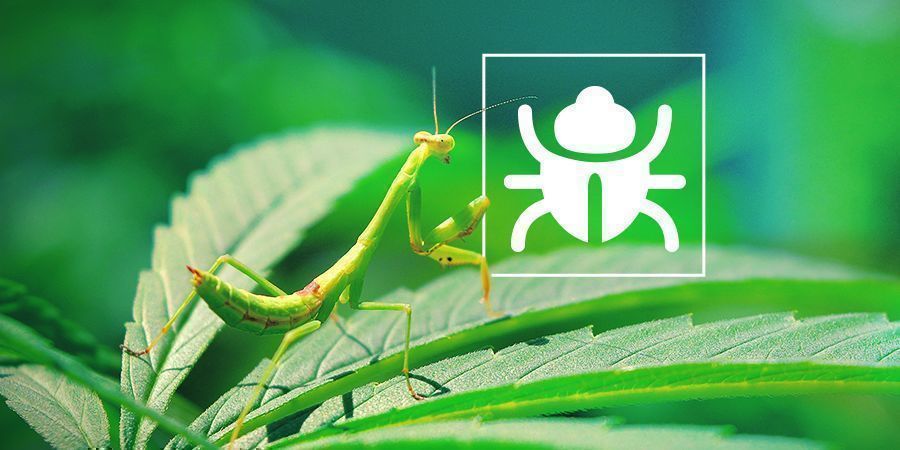 Ärsyttävät ötökät ja hyönteiset Ärsyttävät ötökät ja hyönteiset